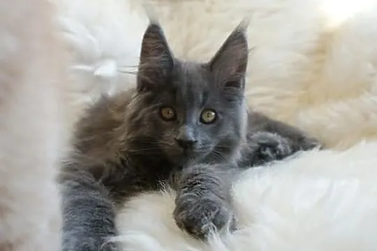 Cudowne kociaczki maine coon!
