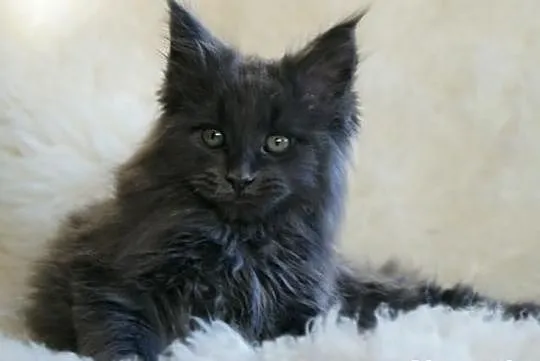 Cudowne kociaczki maine coon!
