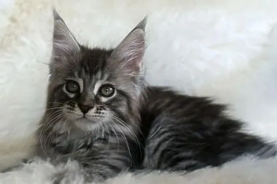 Cudowne kociaczki maine coon!