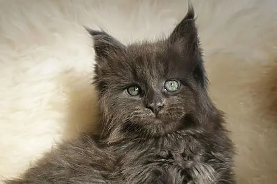 Cudowne kociaczki maine coon!