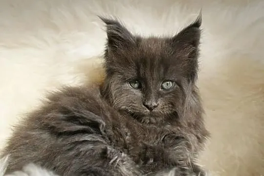 Cudowne kociaczki maine coon!