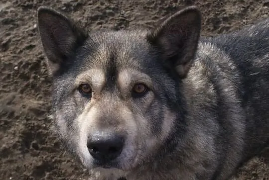 Bombur - łagodny, przyjacielski pies mix alaskan m