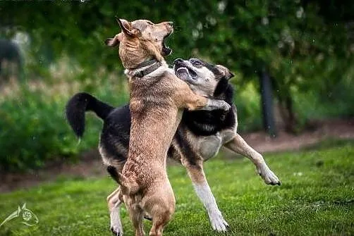 Wrażliwe psie serce do pokochania od zaraz :),  dolnośląskie Wrocław