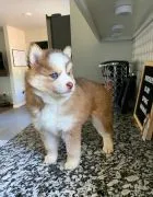 Szczeniaki Pomsky  Whatsapp +447506188115  Szczeniaki Pomsky