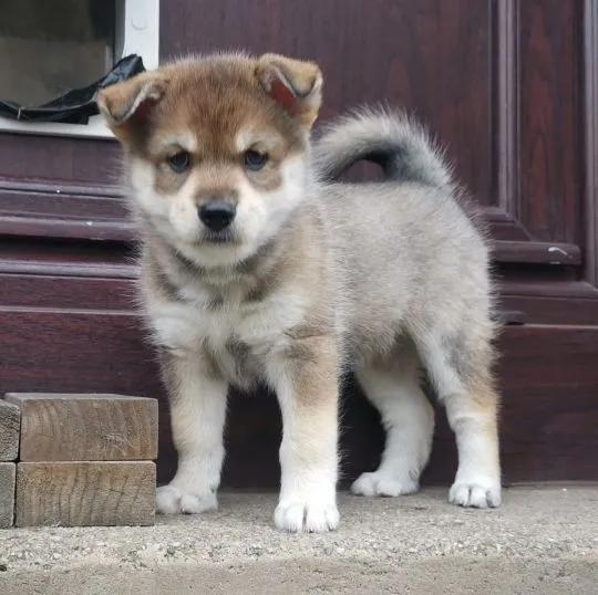 Szczeniaki Pomsky  Whatsapp +447506188115  Szczeniaki Pomsky, , leeds