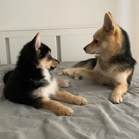 Szczeniaki Pomsky  Whatsapp +447506188115  Szczeniaki Pomsky, , leeds