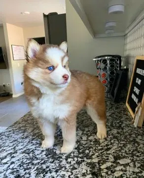 Szczeniaki Pomsky  Whatsapp +447506188115  Szczeniaki Pomsky