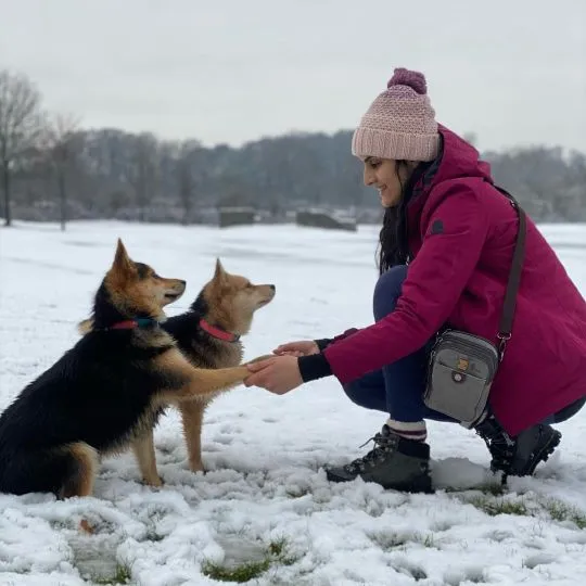Szczeniaki Pomsky  Whatsapp +447506188115  Szczeniaki Pomsky, , leeds