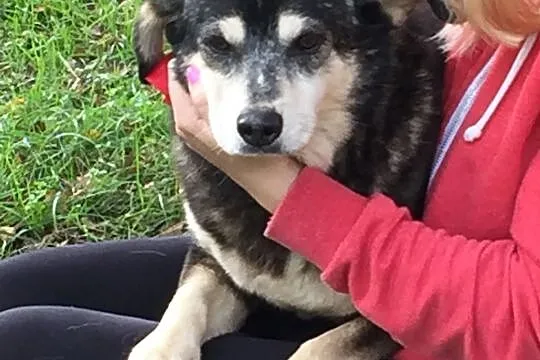Różyczka - kochana staruszka, łągodna do pokochani