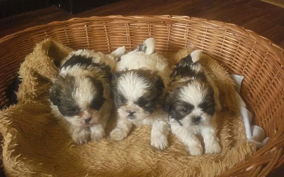 Shih Tzu