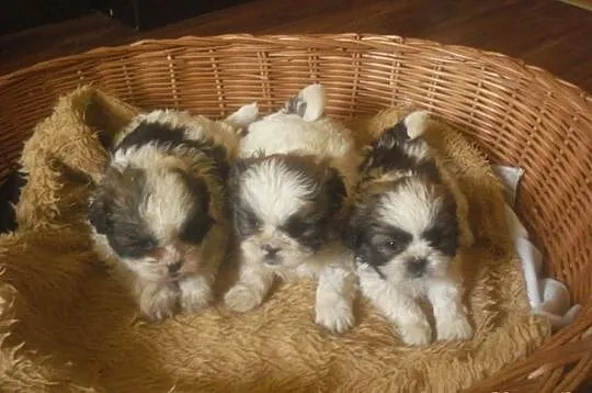 Shih Tzu