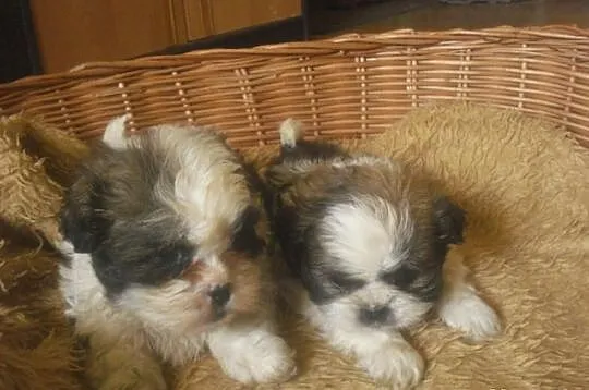 Shih Tzu