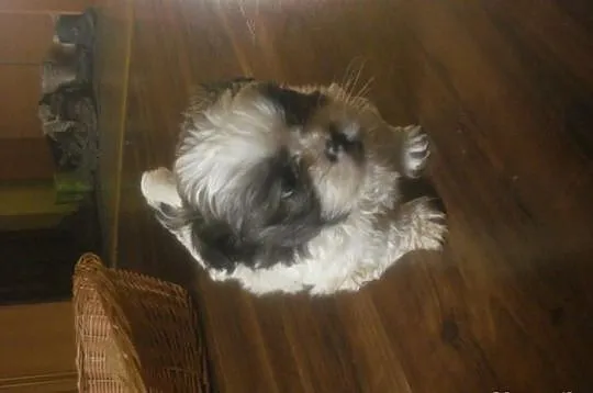 Shih Tzu