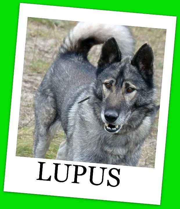 Młody,duży 36 kg wilczasty pies LUPUS,przyjazny,ko