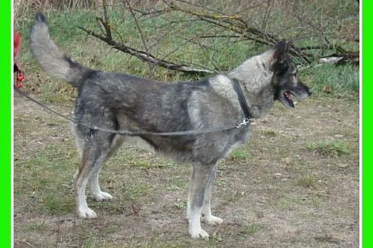 Młody,duży 36 kg wilczasty pies LUPUS,przyjazny,ko
