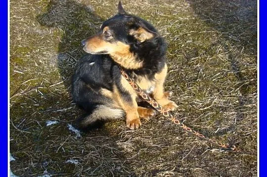 6kg,1,5 roku, szpicowaty,krótkie łapki,wesoły,zaba