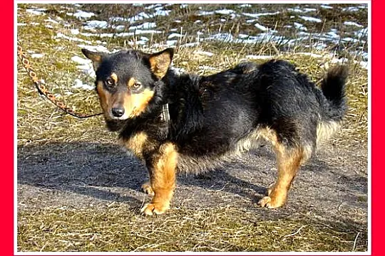 6kg,1,5 roku, szpicowaty,krótkie łapki,wesoły,zaba