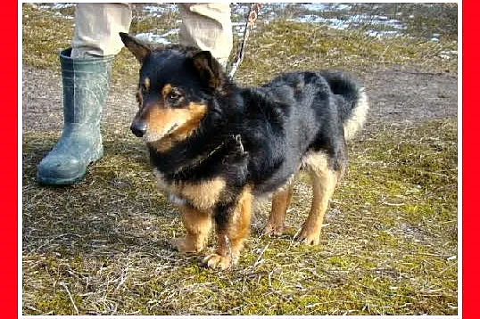 6kg,1,5 roku, szpicowaty,krótkie łapki,wesoły,zaba