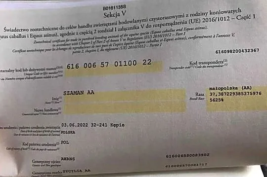 Sprzedam konia, Mazowieckie, Ołtarzew