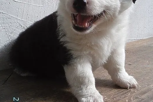 PANDA - malutka puchata kuleczka szuka domu.,  mał