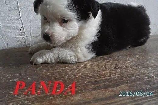PANDA - malutka puchata kuleczka szuka domu.,  mał