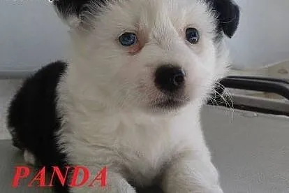 PANDA - malutka puchata kuleczka szuka domu.,  mał