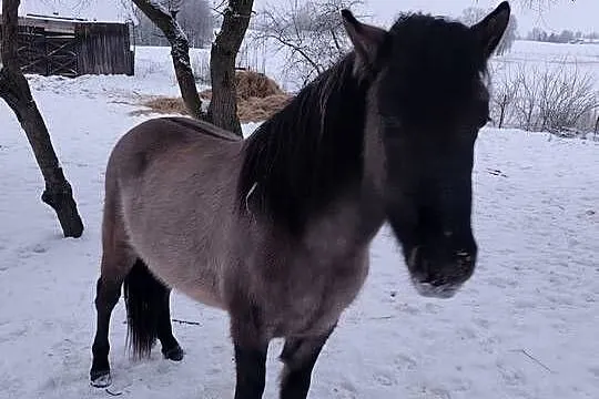 Sprzedam konika polskiego ogierek
