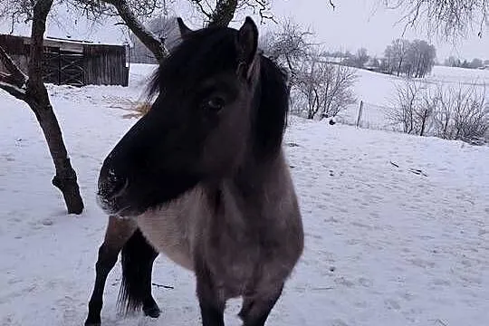 Sprzedam konika polskiego ogierek, Podlaskie, Sejny