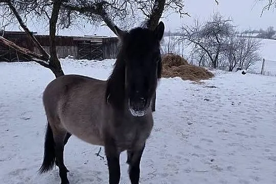 Sprzedam konika polskiego ogierek, Podlaskie, Sejny
