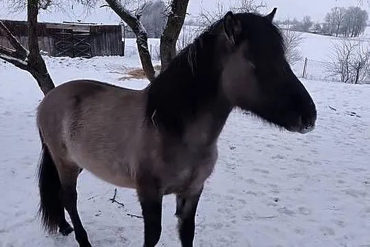 Sprzedam konika polskiego ogierek, Podlaskie, Sejny