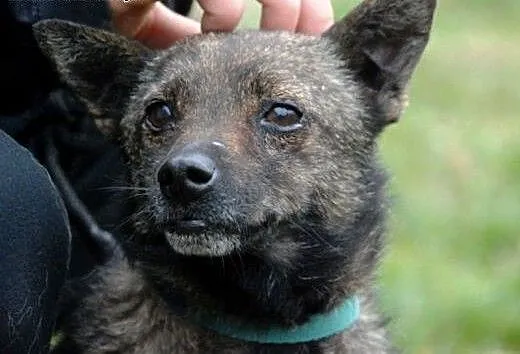 Cypisek malutki, kochany, nakolankowy piesek ADOPC