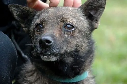 Cypisek malutki, kochany, nakolankowy piesek ADOPC