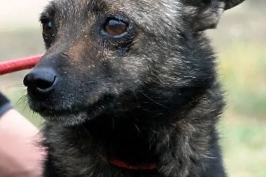 Cypisek malutki, kochany, nakolankowy piesek ADOPC