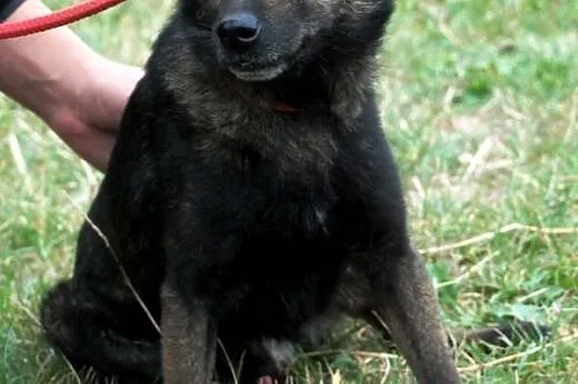 Cypisek malutki, kochany, nakolankowy piesek ADOPC