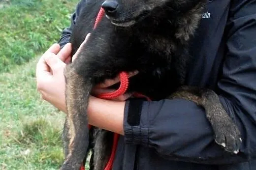 Cypisek malutki, kochany, nakolankowy piesek ADOPC