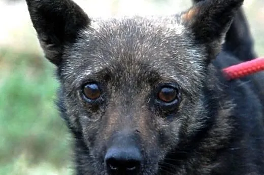Cypisek malutki, kochany, nakolankowy piesek ADOPC