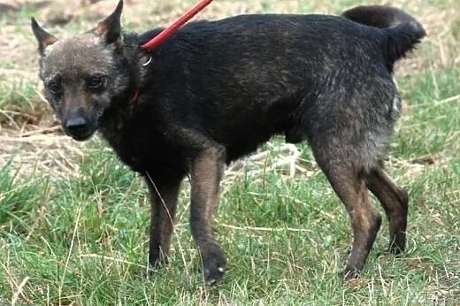 Cypisek malutki, kochany, nakolankowy piesek ADOPC