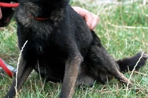 Cypisek malutki, kochany, nakolankowy piesek ADOPC