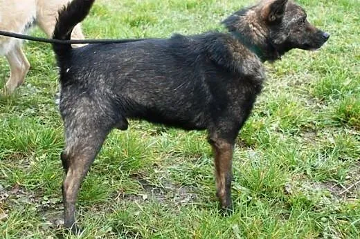 Cypisek malutki, kochany, nakolankowy piesek ADOPC