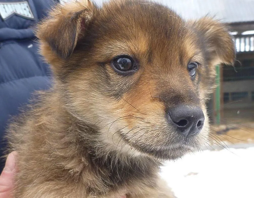 Jerry, szczeniak do adopcji