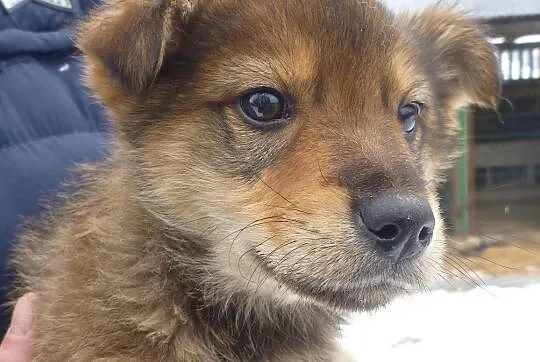 Jerry, szczeniak do adopcji