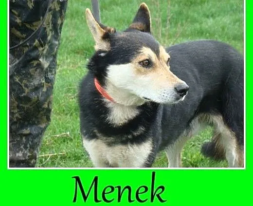 Rodzinny piesek Menek -adopcja, śląskie Katowice