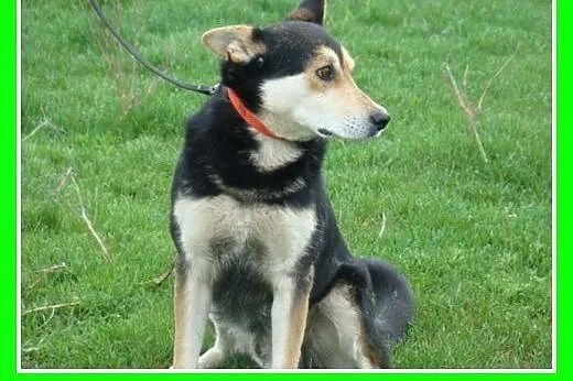 Rodzinny piesek Menek -adopcja,  śląskie Katowice