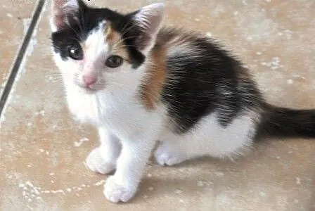 Wanilka kicia, kotka 5 tyg. tricolorka ADOPCJA, m