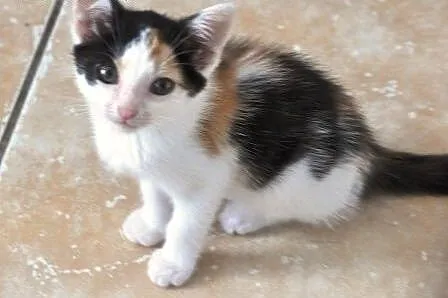 Wanilka kicia, kotka 5 tyg. tricolorka ADOPCJA,  m