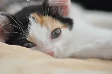 Wanilka kicia, kotka 5 tyg. tricolorka ADOPCJA,  m