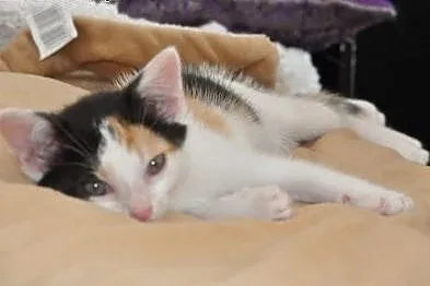 Wanilka kicia, kotka 5 tyg. tricolorka ADOPCJA,  m