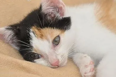 Wanilka kicia, kotka 5 tyg. tricolorka ADOPCJA,  m