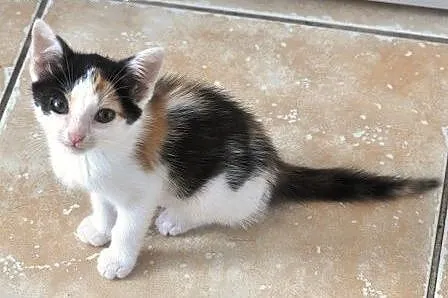 Wanilka kicia, kotka 5 tyg. tricolorka ADOPCJA,  m