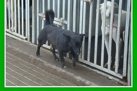 Doskonały stróż i przyjaciel,mały FAGO,czujny,ener